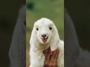 Goat