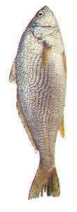 King fish